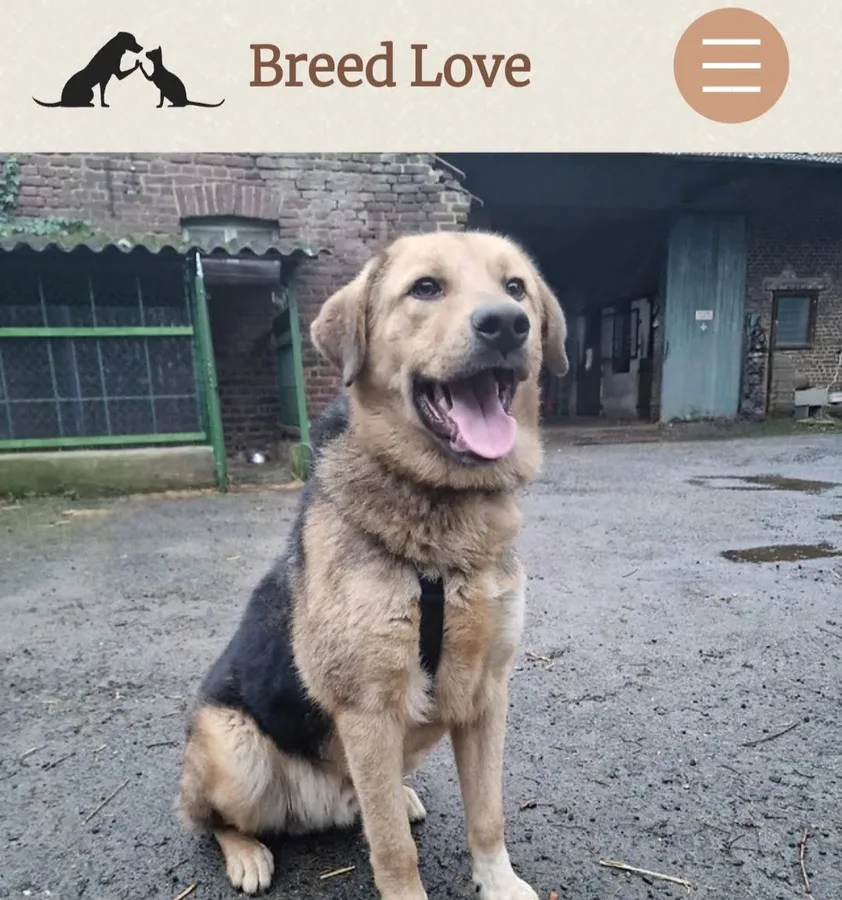 Hund von Breedlove Bulgaria