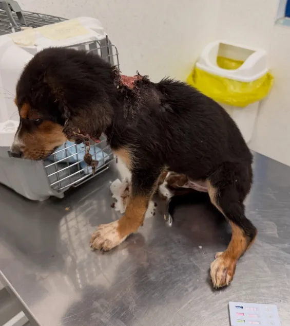 Welpe Michael mit verletztem Hals auf dem Behandlungstisch einer Tierklinik